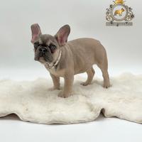 Dolcissima Bulldog Francese Sable'