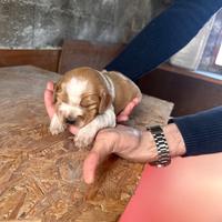 Cuccioli Breton con Pedegree