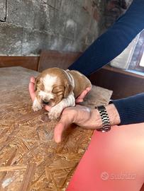 Cuccioli Breton con Pedegree