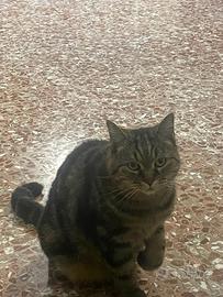 Gatto Domestico Razza Europeo Tigrato