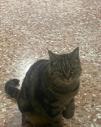 Gatto Domestico Razza Europeo Tigrato