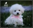 cuccioli-di-barboncino-bianco-toy-mini-arven-h