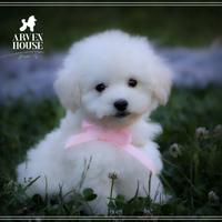Cuccioli di Barboncino Bianco Toy & Mini - Arven H
