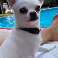 Chiwawa toy per accoppiamento