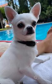 Chiwawa toy per accoppiamento