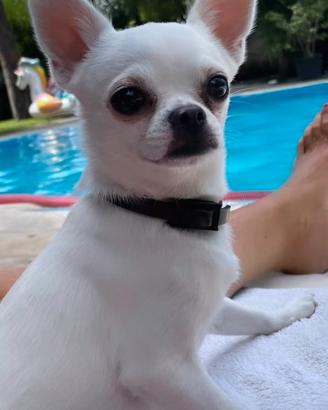 Chiwawa toy per accoppiamento