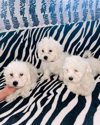 Maltese cuccioli