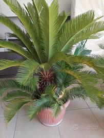 cycas