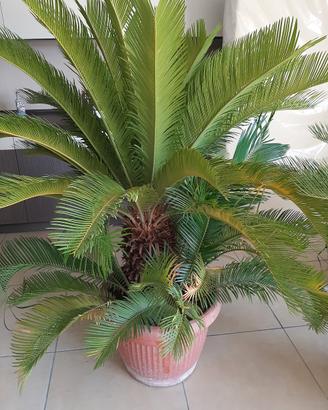 cycas