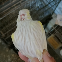 Satine Giallo Mosaico