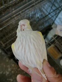 Satine Giallo Mosaico