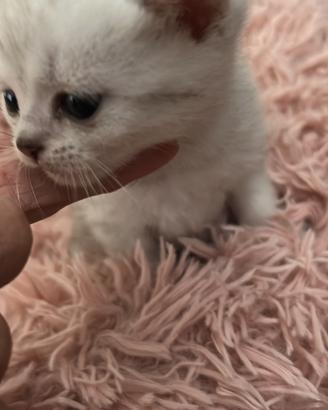 Cuccioli Scottish straight e fold pedigree