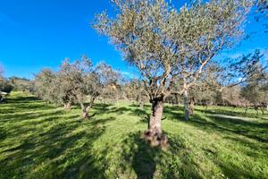Terreno agricolo pianeggiante