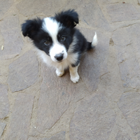 Cucciolo di Border Collie