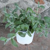 Piante Cyanotis somaliensis "Orecchia di gatto "