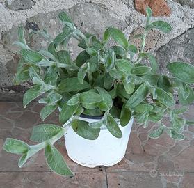 Piante Cyanotis somaliensis "Orecchia di gatto "