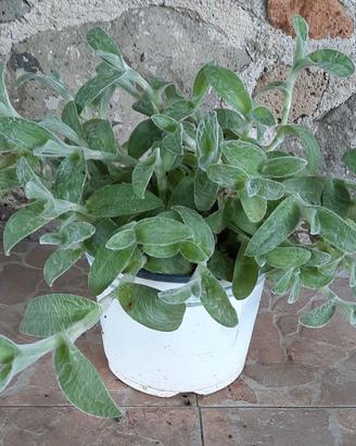 Piante Cyanotis somaliensis "Orecchia di gatto "