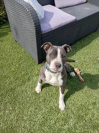 Amstaff femmina