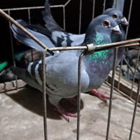 Colombi viaggiatori da gara 25 al uno