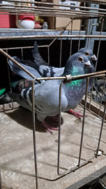 Colombi viaggiatori da gara 25 al uno