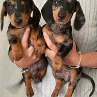 Cuccioli bassotti merle