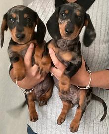 Cuccioli bassotti merle