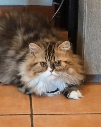 Gatto persiano