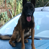 Pastore belga malinois