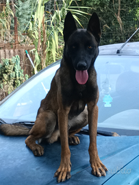Pastore belga malinois