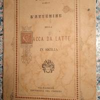 vacca da latte in sicilia
