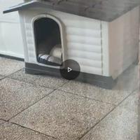 Cuccia cane taglia media