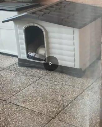 Cuccia cane taglia media