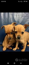 Pinscher
