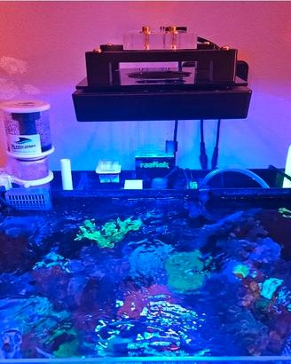 lampada acquario marino 