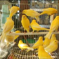 Canarini gialli maschi