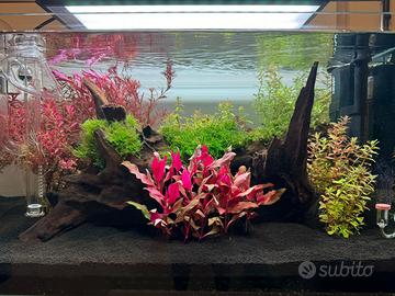 Acquario 75 litri oase