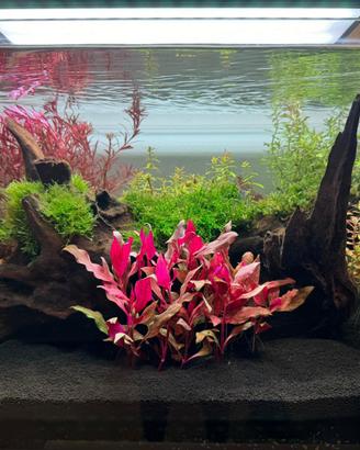 Acquario 75 litri oase