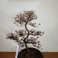 Bonsai azalea 