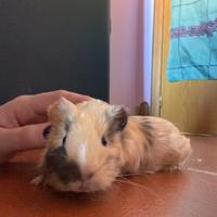 Porcellini d'India + gabbietta