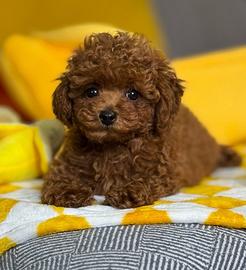 Barboncino Toy pedigree ENCI