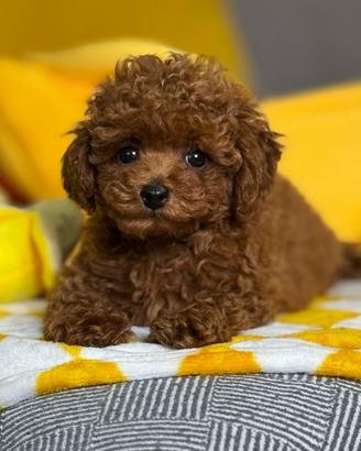 Barboncino Toy pedigree ENCI