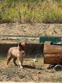 Husky