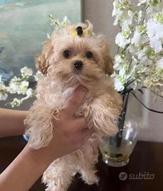 maltipoo toy