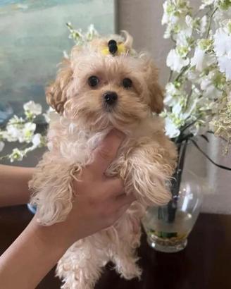 maltipoo toy