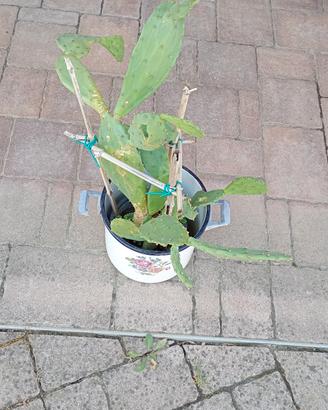 pianta grassa