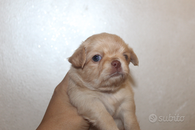 Chihuahua femminuccia con occhi chiari