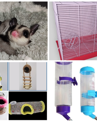 Petauro 3 mesi +gabbia+mangime+altro