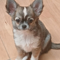 Chihuahua