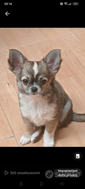 Chihuahua