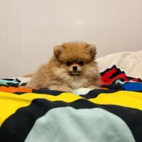 CUCCIOLO Spitz pomerania maschio 2 mesi orange